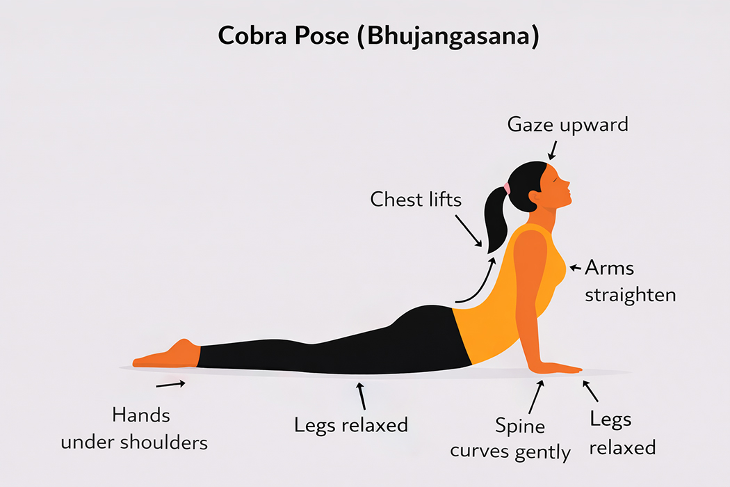 Cobra Pose (Bhujangasana)