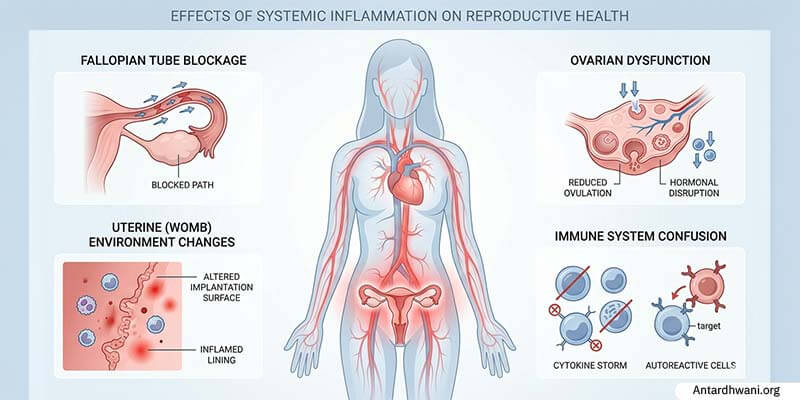 Systemic Inflammation Affects Reproductive Health